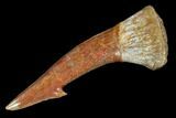 Fossil Sawfish (Onchopristis) Rostral Barb - Morocco #106401-1